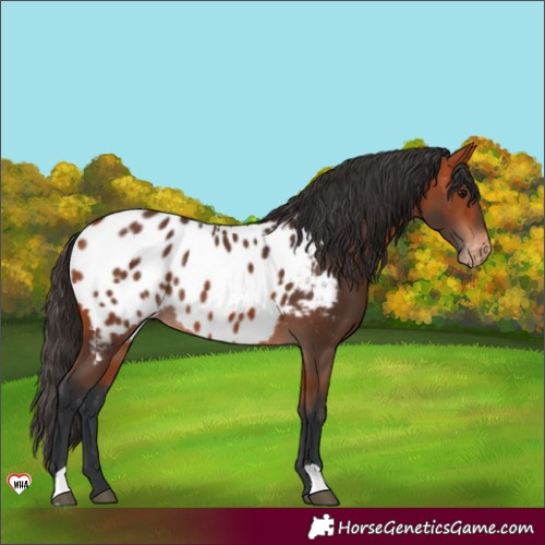 Horse Color:Bay Near Leopard 
