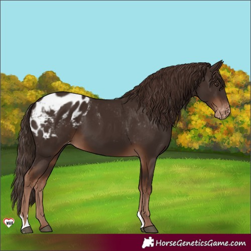 Horse Color:Liver Chestnut Blanket 