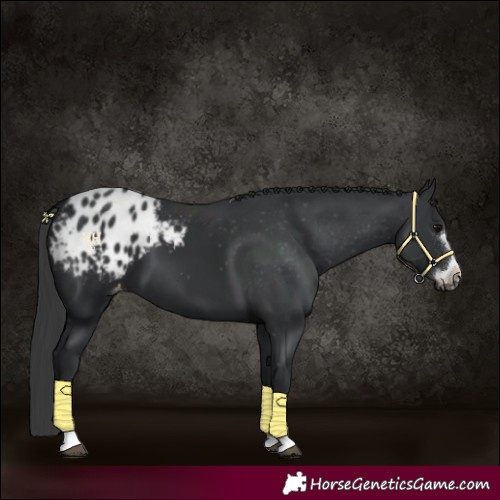 Horse Color:Black Varnish 