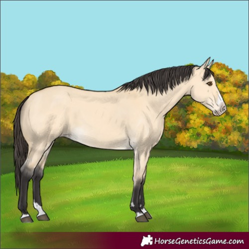 Horse Color:Buckskin Dun Splash 