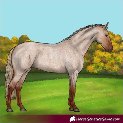 Horse Color:Red Dun Roan 