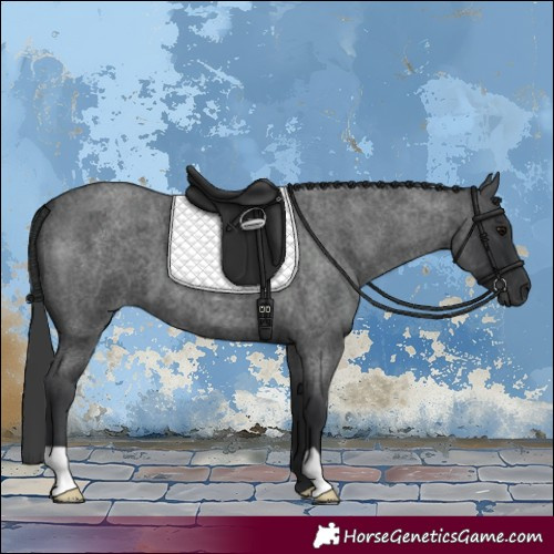 Horse Color:Blue Roan