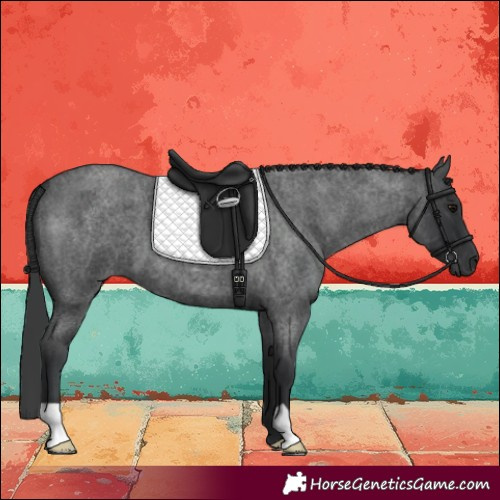 Horse Color:Blue Roan 