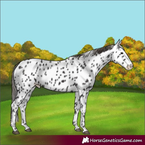 Horse Color:Smoky Black Leopard