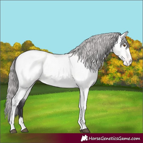 Horse Color:Platinum Buckskin Dun Tobiano Blanket