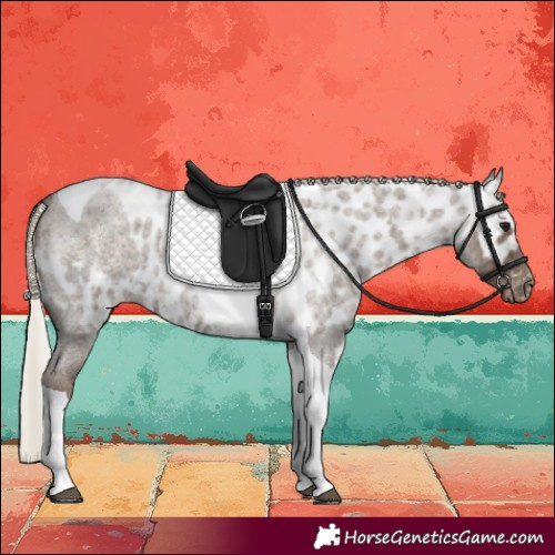 Horse Color:Silver Blue Roan Tobiano Skewed LP Spotted 