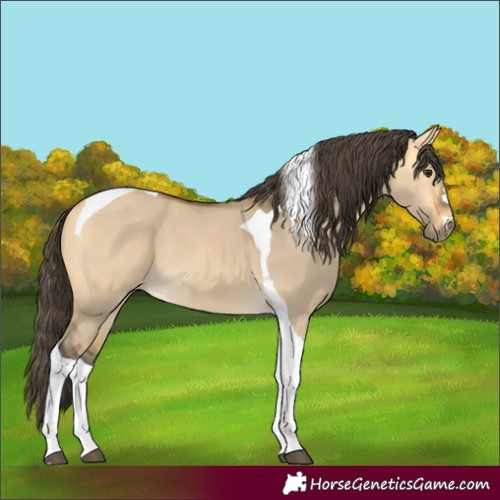 Horse Color:Buckskin Dun Tobiano 