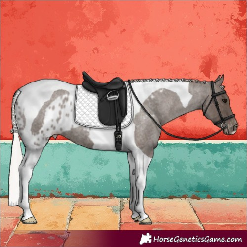 Horse Color:Silver Blue Roan Tobiano Skewed LP Spotted 