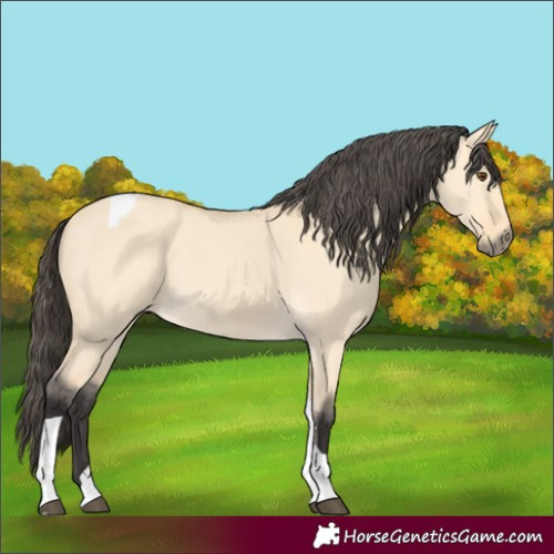 Horse Color:Buckskin Dun Tobiano 