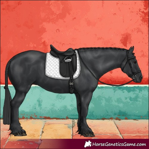 Horse Color:Black 