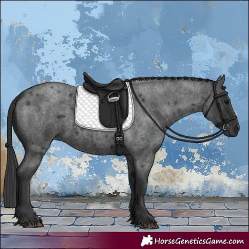 Horse Color:Blue Roan 