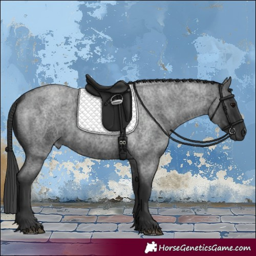 Horse Color:Blue Roan