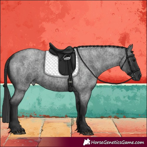 Horse Color:Blue Roan 