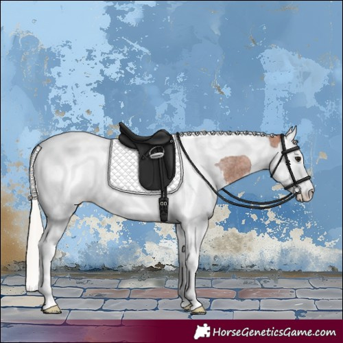 Horse Color:Silver Bay Roan Splash Tobiano Appaloosa Rabicano 