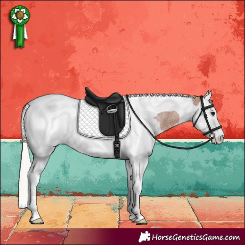 Horse Color:Silver Bay Roan Splash Tobiano Blanket Rabicano 