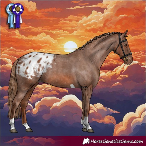 Horse Color:Chestnut Tobiano Appaloosa Rabicano