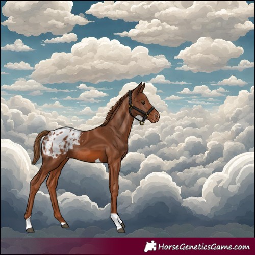 Horse Color:Chestnut Tobiano Appaloosa Rabicano 