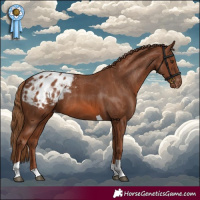 Horse Color:Chestnut Tobiano Appaloosa Rabicano