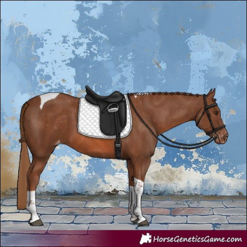 Horse Color:Chestnut Tobiano Appaloosa