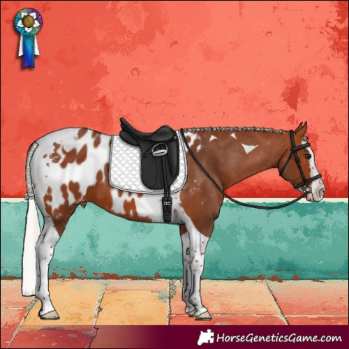 Horse Color:Silver Bay Splash Tobiano Near Leopard 