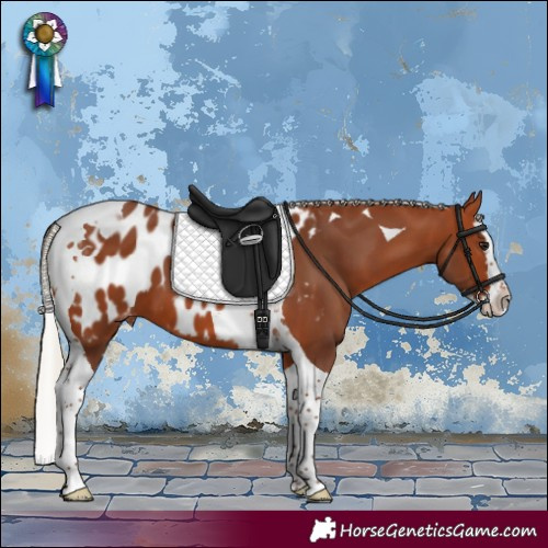 Horse Color:Silver Bay Splash Tobiano Appaloosa 