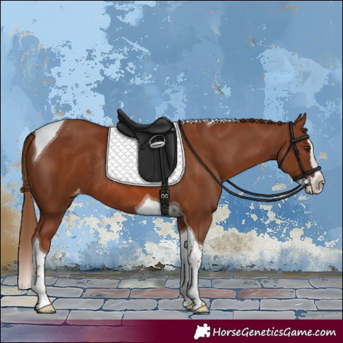 Horse Color:Chestnut Splash Tobiano Appaloosa Rabicano