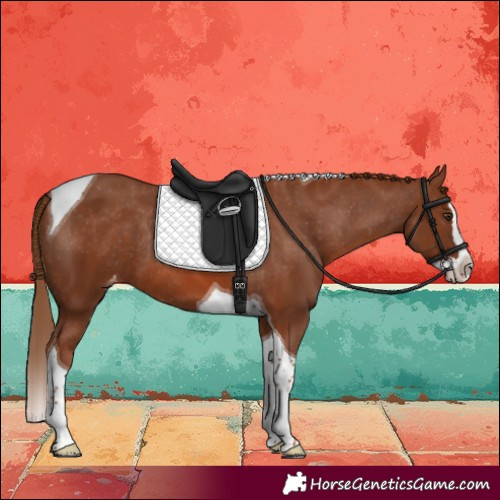 Horse Color:Chestnut Splash Tobiano Varnish Rabicano 