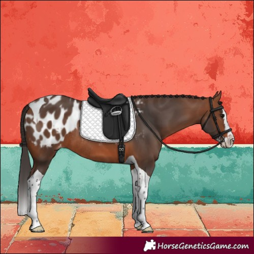 Horse Color:Bay Splash Tobiano Blanket Rabicano 