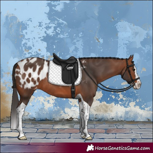 Horse Color:Bay Splash Tobiano Appaloosa Rabicano 