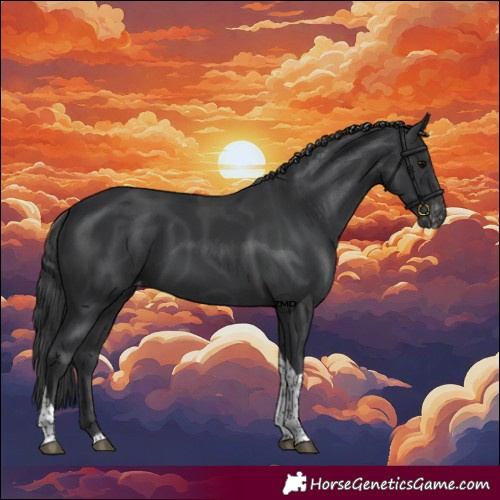 Horse Color:Black Tobiano Appaloosa 