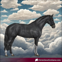 Horse Color:Black Tobiano Appaloosa
