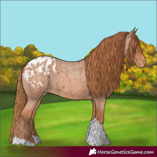 Horse Color:Red Roan Tobiano Appaloosa