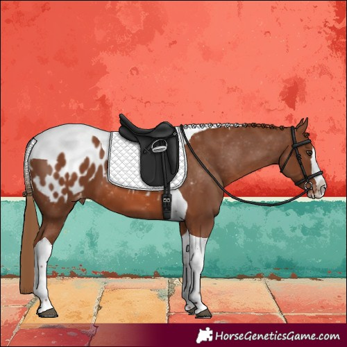Horse Color:Chestnut Splash Tobiano Near Leopard Rabicano 