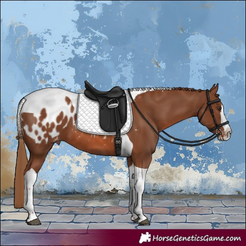 Horse Color:Chestnut Splash Tobiano Appaloosa Rabicano
