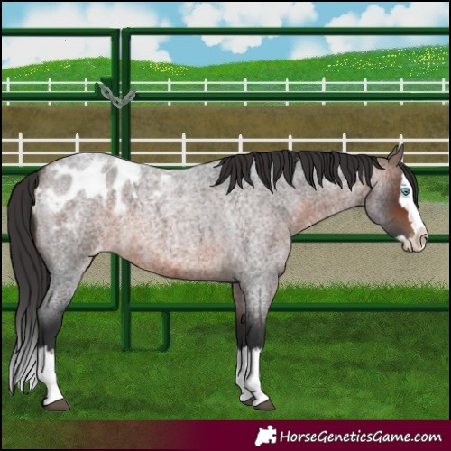 Horse Color:Brown Roan Splash Appaloosa 