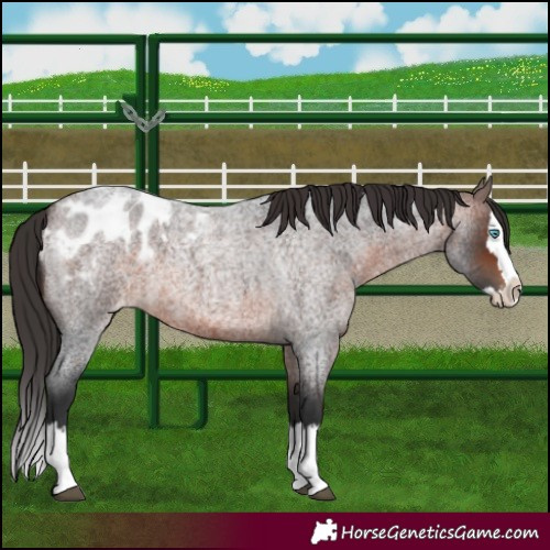 Horse Color:Brown Roan Splash Appaloosa 