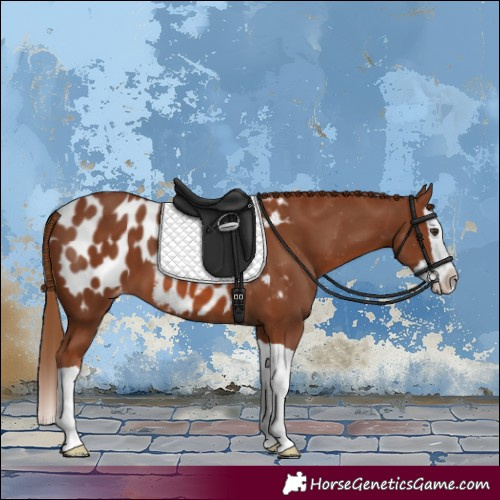 Horse Color:Chestnut Splash Appaloosa 