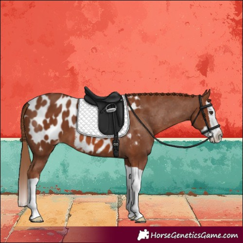 Horse Color:Chestnut Splash Near Leopard 