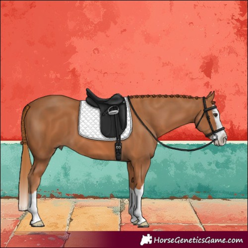 Horse Color:Chestnut Splash 
