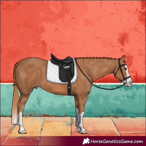 Horse Color:Chestnut Splash 