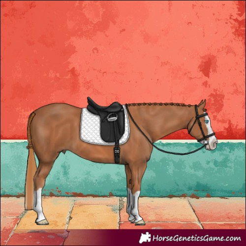 Horse Color:Chestnut Splash 