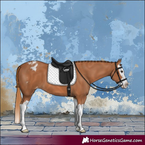 Horse Color:Chestnut Splash Appaloosa 
