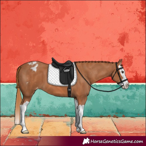 Horse Color:Chestnut Splash Blanket 
