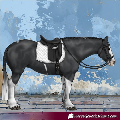 Horse Color:Black Splash Tobiano 