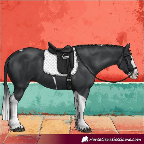 Horse Color:Black Splash Tobiano 