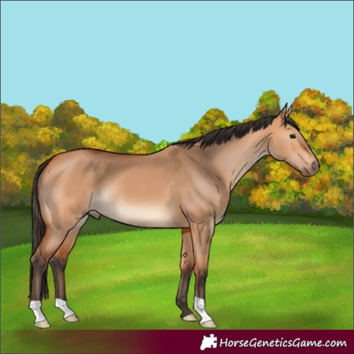Horse Color:Bay Dun