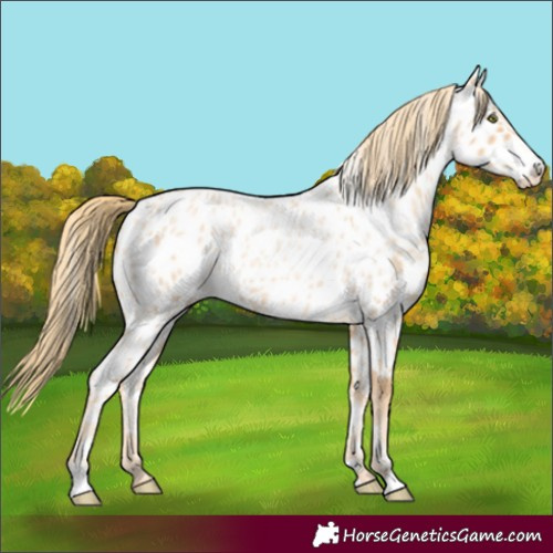 Horse Color:Gold Champagne Roan Appaloosa