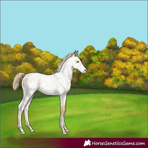 Horse Color:Gold Champagne Roan Appaloosa 