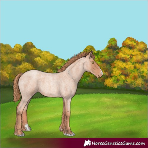 Horse Color:Gold Champagne Roan Appaloosa 
