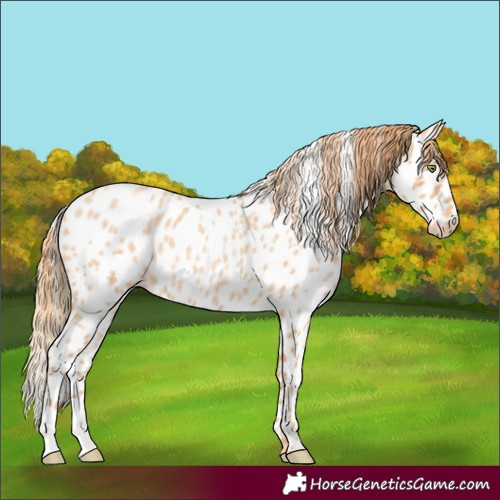 Horse Color:Gold Champagne Roan Appaloosa 